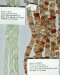 Thumbnail NEWJd-SunstoneC.JPG: Item # JD13-New Jade (Serpentine), 8x16 mm spiral cut ovals, $33/strand
Item # SNST5-Sunstone, Multicolor, 5.5 x 8.5 mm side drilled ovals, $12/strand 